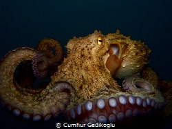 Octopus vulgaris by Cumhur Gedikoglu 